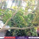 নাইক্ষ্যংছড়িতে ঘুর্নিঝড় মিধিলির প্রভাবে আমন ফসল ও রবি শস্যের ক্ষয় ক্ষতি