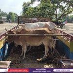 বাইশারীতে সিএনজি ৯০ লিটার চোলাই মদসহ ২ পাচারকারী ধৃত- বিজিবিতে সোপর্দ