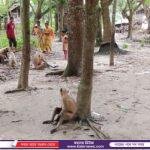 ‘ক্যামব্রিয়ান স্কুল অ্যান্ড কলেজ’ কেরাণীগঞ্জ ক্যাম্পাসে ঈদ পুনর্মিলনী ও ফল উৎসব