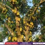 বিলুপ্তপ্রায় দেশি ফল ‘চাম কাঁঠাল’