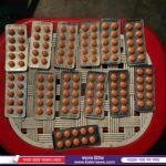 পাঁচবিবিতে বিনামুল্যে  গাছের চারা বিতরণ 