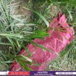 পাঁচবিবিতে ক্লাবের উন্নয়নে অনুদান দেন ছাত্রনেতা শামীম