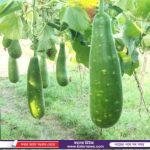 নাটোরে এবার সোনালী পাটের দুর্গা প্রতিমা