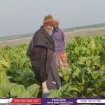 দেলদুয়ারে ইসলামী আন্দোলনের নির্বাচনী সভা